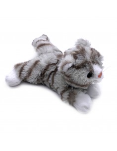 Katze Kater Kasimir 2