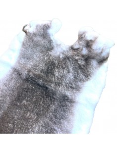 Rex Kaninchenfelle Chinchilla 2