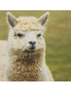 Socken Alpaka anthrazit 2