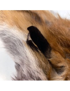 Europäisches Rotfuchsfell