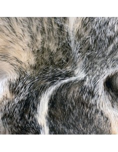 Dachsfell USA o. Kanada 2