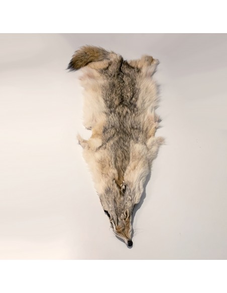 Coyotenfell