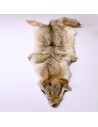 Coyotenfell