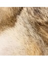 Coyotenfell